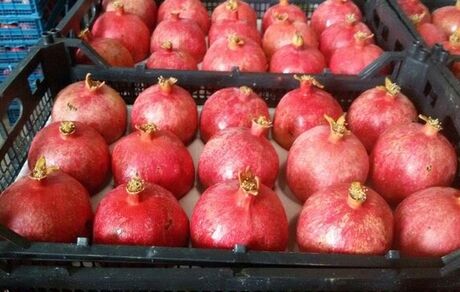 کشورهای اوراسیا مهم‌ترین مقصد صادرات انار جلفا