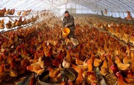 شناسایی اولین ابتلای انسانی به آنفلوآنزای H3N8 در چین