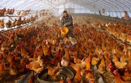 شناسایی اولین ابتلای انسانی به آنفلوآنزای H3N8 در چین