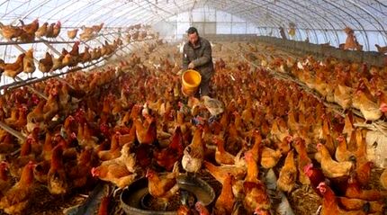 شناسایی اولین ابتلای انسانی به آنفلوآنزای H3N8 در چین