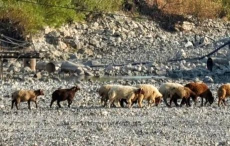 شدیدترین خشکسالی سالهای اخیر در سوریه