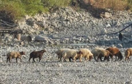 شدیدترین خشکسالی سالهای اخیر در سوریه