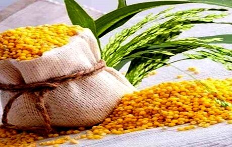 ارزن بدون گلوتن فقط غذای پرندگان نیست