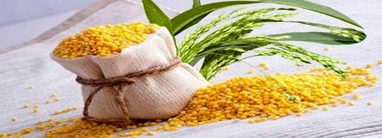 ارزن بدون گلوتن فقط غذای پرندگان نیست