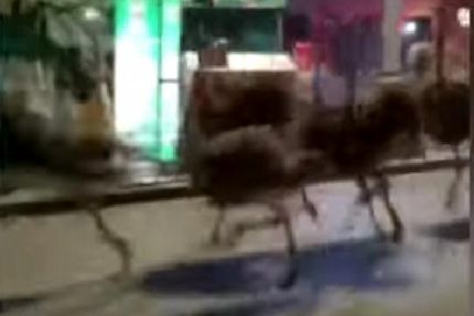 فرار ۸۰ شترمرغ از مزرعه ای در چین و دویدن در خیابان های شهری