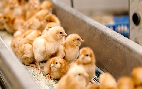 تولید ۱۲۰ میلیون قطعه جوجه یک روزه در ماه آینده