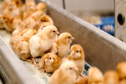 تولید ۱۲۰ میلیون قطعه جوجه یک روزه در ماه آینده