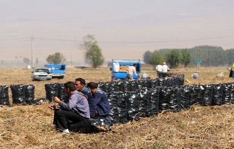 محصول سیب زمینی کشاورزان استان گلستان باد کرد