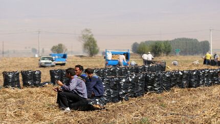 محصول سیب زمینی کشاورزان استان گلستان باد کرد