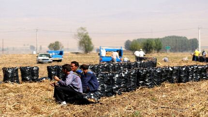 محصول سیب زمینی کشاورزان استان گلستان باد کرد