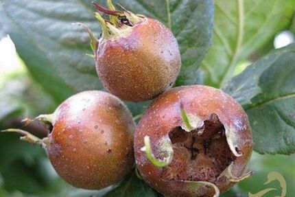 برداشت ازگیل در استان گیلان ادامه دارد