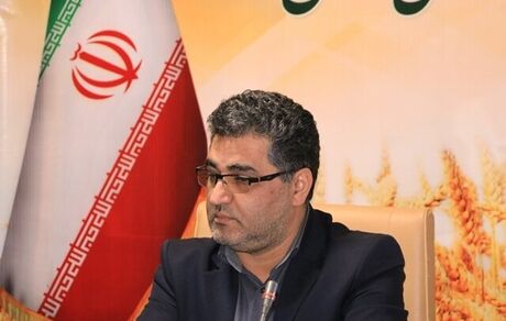 پیش بینی تولید یک میلیون تن گندم در استان کردستان