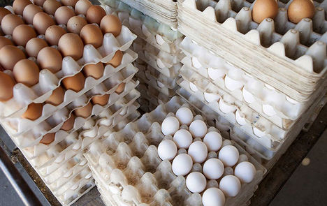 لغو صادرات تخم مرغ با کاهش قیمت این محصول