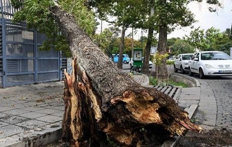 طوفان دیروز شیراز، ۲۱۷ اصله درخت را کند