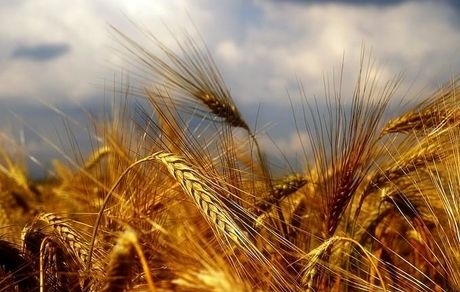 تمدید خرید تضمینی گندم در استان خراسان شمالی تا ۲۰ مهر