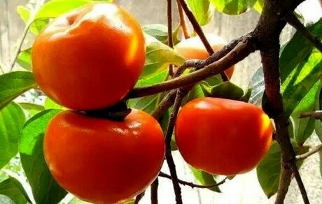 افزایش ۳۰ درصدی برداشت خرمالو در کاشان
