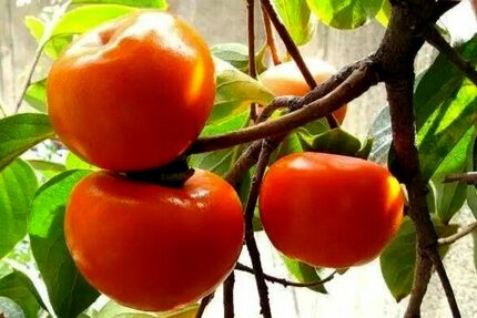 افزایش ۳۰ درصدی برداشت خرمالو در کاشان