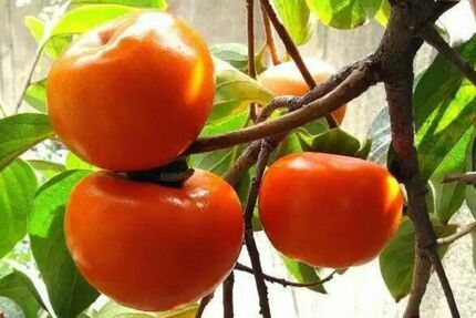 افزایش ۳۰ درصدی برداشت خرمالو در کاشان
