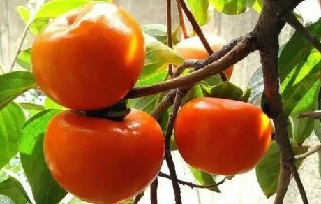افزایش ۳۰ درصدی برداشت خرمالو در کاشان
