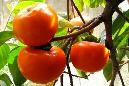 افزایش ۳۰ درصدی برداشت خرمالو در کاشان