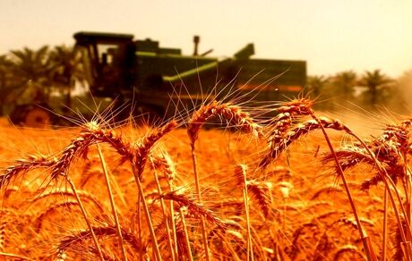 فعلا خبری از نهایی شدن قیمت تضمینی گندم نیست