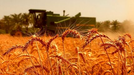 فعلا خبری از نهایی شدن قیمت تضمینی گندم نیست