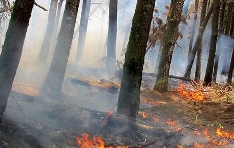 یک هکتار از جنگل‌های تالش سوخت