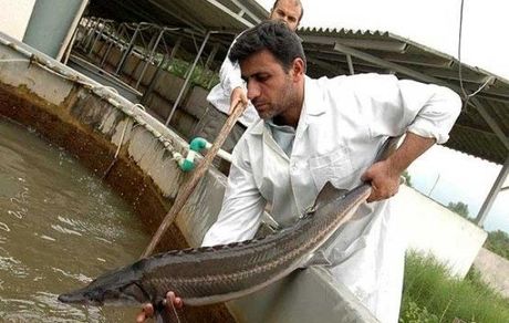 صید تجاری ماهیان خاویاری در سال ۲۰۲۱ ممنوع شد