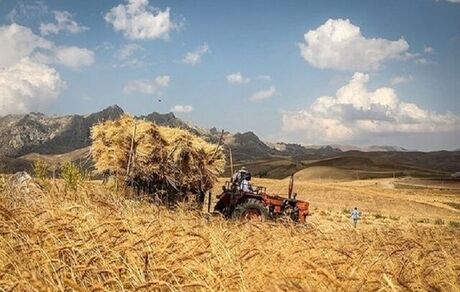 رئیس کمیسیون کشاورزی مجلس: مطالبات گندم‌کاران از فردا پرداخت می‌شود
