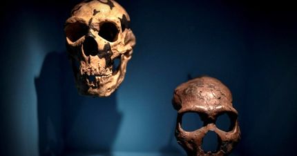 بیماری مشترک انسان و دام از ماقبل تاریخ وجود داشته است
