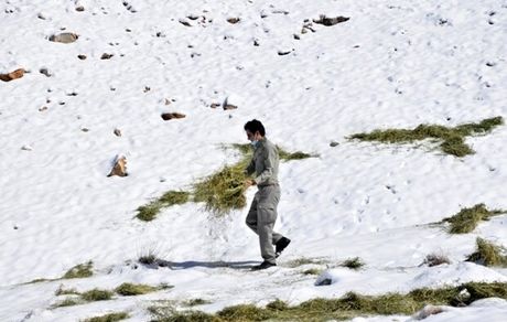 کمبود علوفه و تلف شدن دام عشایر در اردبیل/راه ۲۸۵ روستا مسدود است