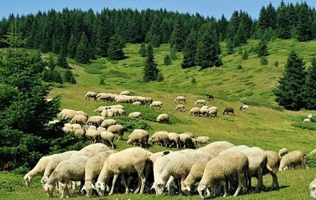 مجوز صادرات فقط برای مازاد دام عشایر صادر شد