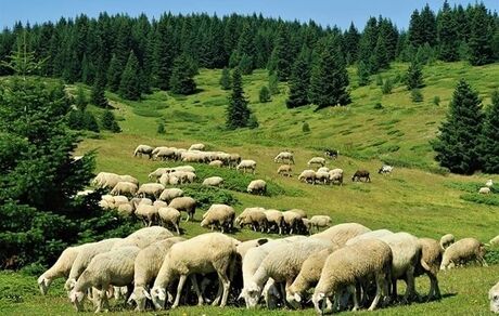 مجوز صادرات فقط برای مازاد دام عشایر صادر شد