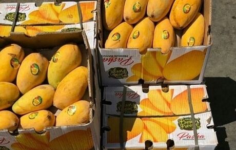قاچاق انبه پاکستان در ازای سوخت ایران