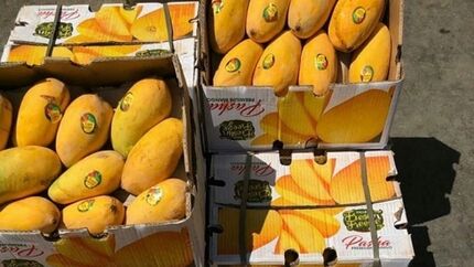 قاچاق انبه پاکستان در ازای سوخت ایران