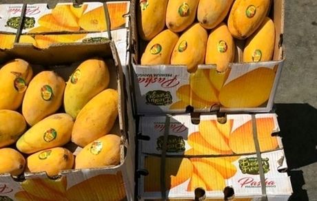 قاچاق انبه پاکستان در ازای سوخت ایران