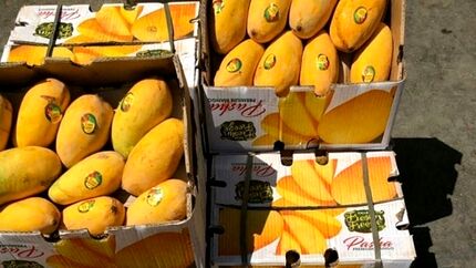 قاچاق انبه پاکستان در ازای سوخت ایران