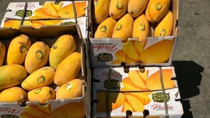 قاچاق انبه پاکستان در ازای سوخت ایران