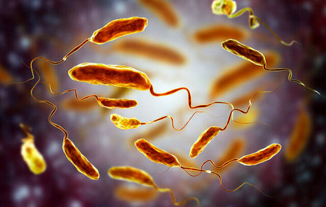 مبتلایان به وبا در کردستان به ۳۰ تن رسید