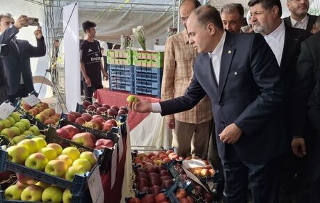 آغاز چهارمین جشنواره سیب دماوند