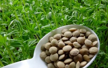 برداشت عدس در آذربایجان‌غربی آغاز شد
