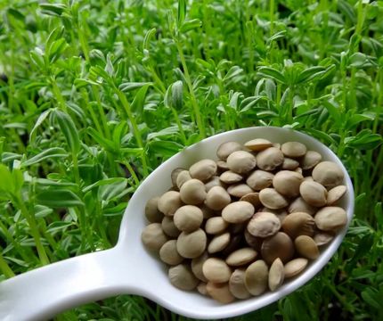 برداشت عدس در آذربایجان‌غربی آغاز شد