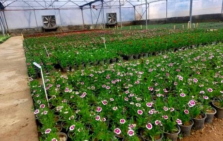 کاشت ۳ میلیون و ۵۰۰ هزار بوته گل در سطح شهر ارومیه همزمان با فرارسیدن بهار