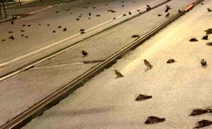 آتش بازی شب سال نو میلادی عامل تلف شدن صدها پرنده در ایتالیا