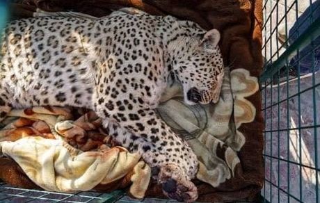 ماده پلنگ باغ وحش ارم تلف شد