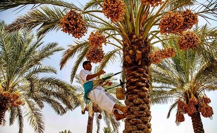 ۱۴۰ تن خرمای استان سیستان و بلوچستان در سیلاب اخیر از بین رفت