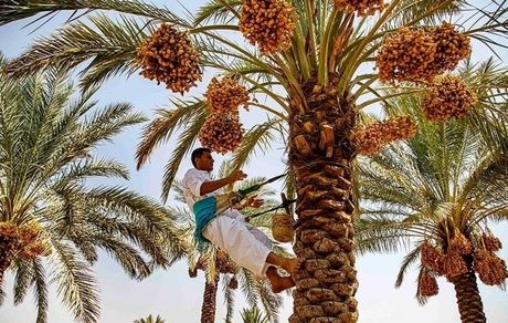 ۱۴۰ تن خرمای استان سیستان و بلوچستان در سیلاب اخیر از بین رفت