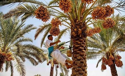 ۱۴۰ تن خرمای استان سیستان و بلوچستان در سیلاب اخیر از بین رفت