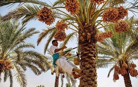 ۱۴۰ تن خرمای استان سیستان و بلوچستان در سیلاب اخیر از بین رفت