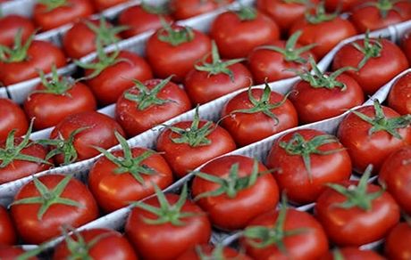 عوارض صادراتی گوجه فرنگی تعیین شد